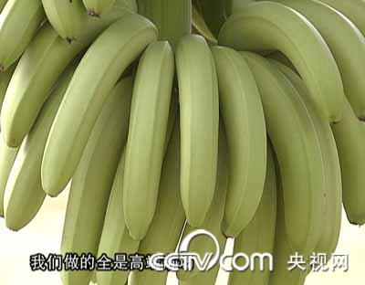 广西:香蕉便宜了