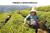 蕉城区洪口乡沿路茶农忙着采摘明前茶