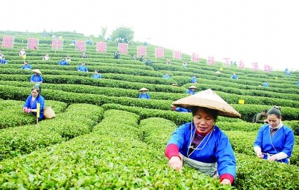 全国重点春茶预测：时间延迟品质与价格提升