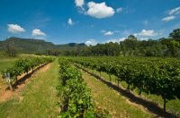 澳大利亚2013年葡萄酒产量比2012增加了10%以上