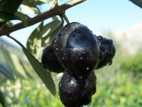 武都特产—油橄榄