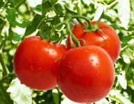 吃西红柿的好处：美容、防衰老