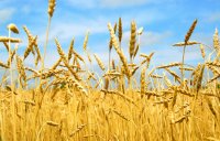 2016-17年全球小麦价格指标预测偏低