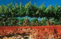 2016澳大利亚葡萄收成报告