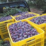 广西：水果价格与去年相比节节高