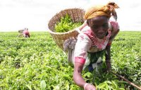 川茶集团8年努力终于把生意做到非洲