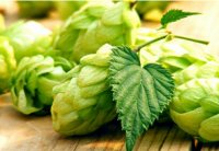 绿色食品 啤酒花及其制品（2017-4-1实施）