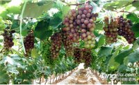 水果出口 云南居首 葡萄成云南最大出口品种