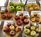 波兰苹果撬动中国大门 Appolonia苹果对华出口势头十足