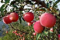 阿克苏的冰糖心苹果在春节外销也红红火火
